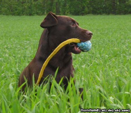 Labrador Retriever Hunde Foto 22906 in höherer Auflösung ansehen Labrador Retriever Ballspiele sind einfach super
