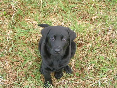 Labrador Retriever Hunde Foto 35432 in höherer Auflösung ansehen Labrador Retriever Ira 3 Monate