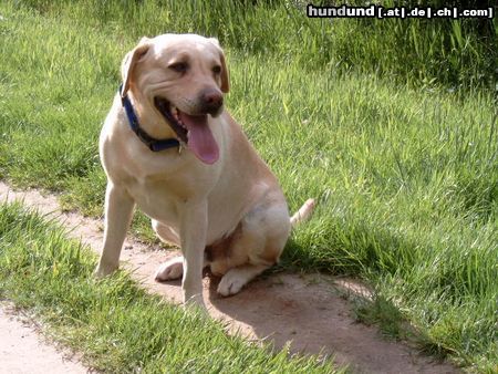 Labrador Retriever Ein Ossi Dümmer