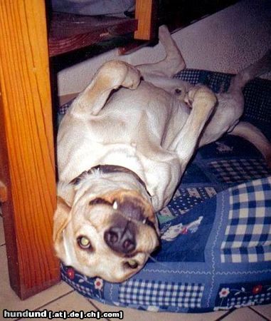 Labrador Retriever Hunde Foto 7905 Labrador Retriever das schlafende Monster