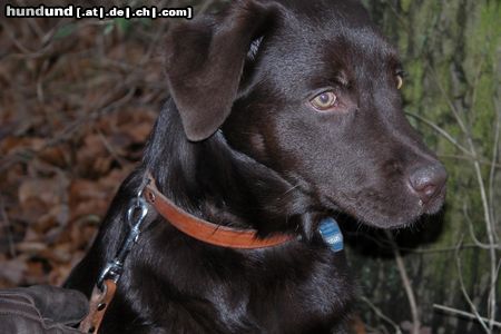 Labrador Retriever Hunde Foto 8321 Labrador Retriever Jessy im Wald