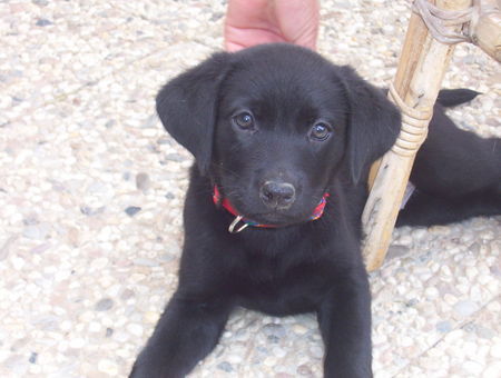 Labrador Retriever Hunde Foto 27209 Labrador Retriever Joy 9 Wochen jung :-)