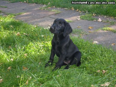 Labrador Retriever Hunde Foto 15096 Labrador Retriever Joyce 14 Wochen alt