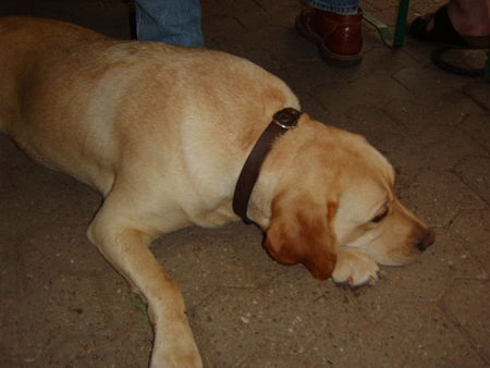 Labrador Retriever Hunde Foto 34360 Labrador Retriever meine