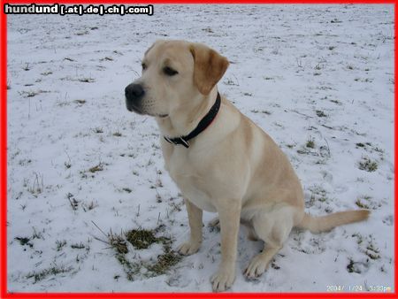 Labrador Retriever Hunde Foto 10495 Labrador Retriever Mein Hundi