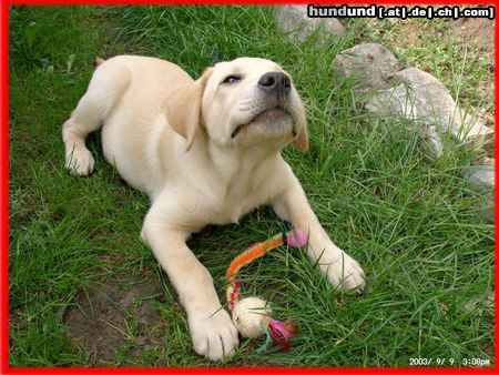 Labrador Retriever Hunde Foto 10496 Labrador Retriever Mein Hundi
