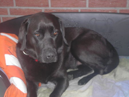 Labrador Retriever Hunde Foto 43051 in höherer Auflösung ansehen Labrador Retriever Ayla im Körbchen nachem Gassi gehen im Regen.