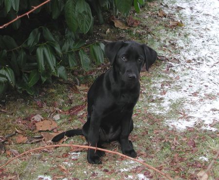 Labrador Retriever Hunde Foto 1512 Labrador Retriever Kim, 17 Wochen alt