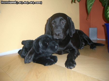 Labrador Retriever Kira & Freund