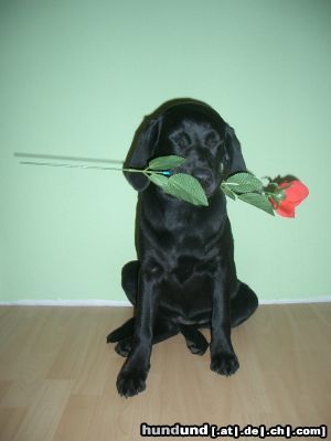 Labrador Retriever Hunde Foto 10042 Labrador Retriever