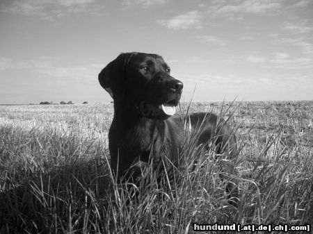 Labrador Retriever Hunde Foto 15250 Labrador Retriever Kira 10 Monate