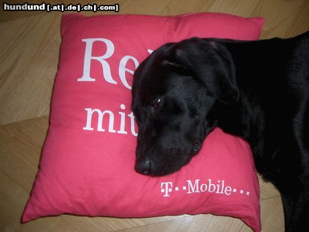 Labrador Retriever Hunde Foto 12531 in höherer Auflösung ansehen Labrador Retriever relax mal wieder