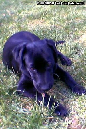 Labrador Retriever Hunde Foto 12270 Labrador Retriever hallo ich heiße cindy