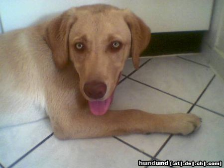 Labrador Retriever Hallo! Hier bin ich!