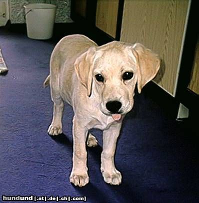 Labrador Retriever Lady 6 Wochen alt