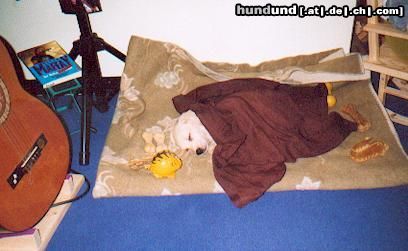 Labrador Retriever Hunde Foto 22895 in höherer Auflösung ansehen Labrador Retriever Lady hatte Lungenentzündung,das war schlimm,aber sie wurde wieder gesung,GottseiDank!