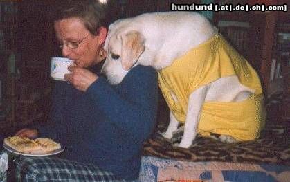 Labrador Retriever Hunde Foto 19455 Labrador Retriever und Lady kriegt nix,gemein.......wuff