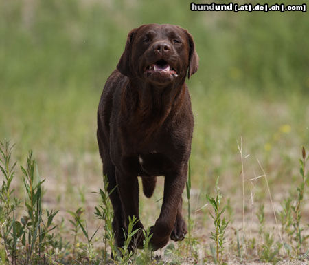 Labrador Retriever hallo...