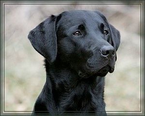 Labrador Retriever Hunde Foto 34423 in höherer Auflösung ansehen Labrador Retriever
