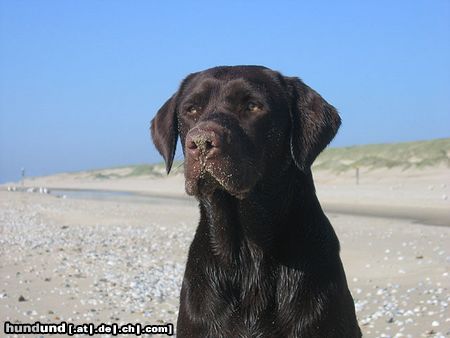 Labrador Retriever Hunde Foto 21249 in höherer Auflösung ansehen Labrador Retriever Unsere Labrador Hündin