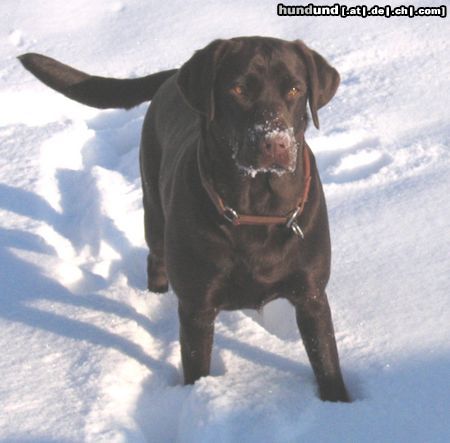 Labrador Retriever Hunde Foto 18161 in höherer Auflösung ansehen Labrador Retriever Endlich Schnee!