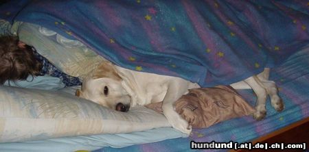 Labrador Retriever Hunde Foto 19451 Labrador Retriever Lady hat sich bei Frauchen ins Bett geschlichen