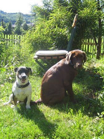 Labrador Retriever Hunde Foto 42299 in höherer Auflösung ansehen Labrador Retriever Laika