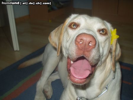 Labrador Retriever Alena in Hawaii