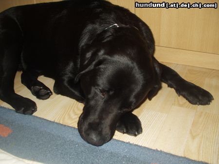 Labrador Retriever Der Tag war heute anstrengend Endlich schlafen!!(Aik) 