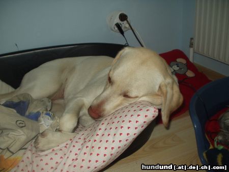Labrador Retriever Alena im Tiefschlaf
