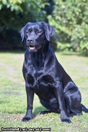 Labrador Retriever Hunde Foto 17917 in höherer Auflösung ansehen Labrador Retriever Zuchthündin Lilo aus dem Artland