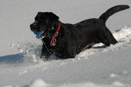 Labrador Retriever Hunde Foto 34103 Labrador Retriever Link von der Matrix