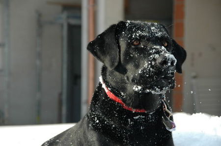 Labrador Retriever Hunde Foto 34104 Labrador Retriever Link von der Matrix