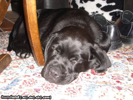 Labrador Retriever Hunde Foto 16109 in höherer Auflösung ansehen Labrador Retriever Müde Knautschnase