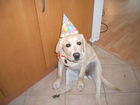 Labrador Retriever Hunde Foto 28098 Labrador Retriever Boo feiert mit