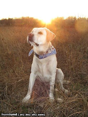 Labrador Retriever