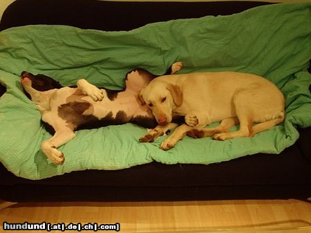 Labrador Retriever Hunde Foto 20589 Labrador Retriever es ist nicht das wonach es aussieht