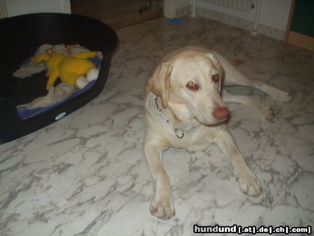 Labrador Retriever Hunde Foto 10805 Labrador Retriever Luna nach Schönheitsschlaf (9 monate)