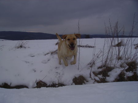 Labrador Retriever Hunde Foto 30397 Labrador Retriever Edda