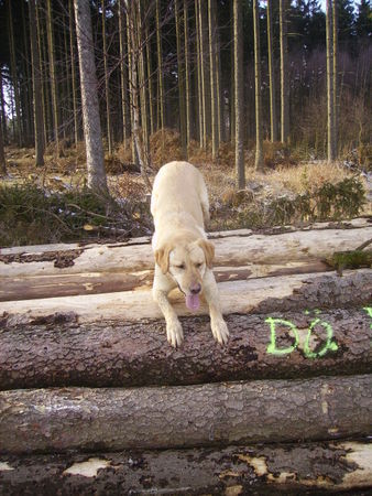 Labrador Retriever Hunde Foto 30912 Labrador Retriever Edda Erkennt ihr mich