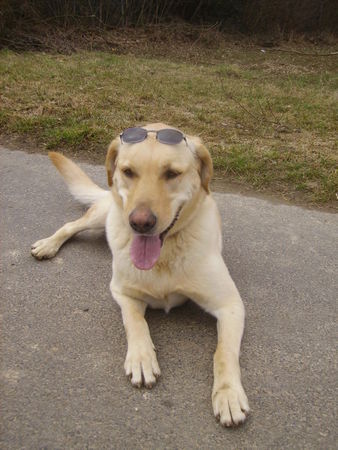 Labrador Retriever Hunde Foto 30911 Labrador Retriever Edda It´s cool woman