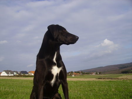 Labrador Retriever Hunde Foto 30910 Labrador Retriever Bella Mischling