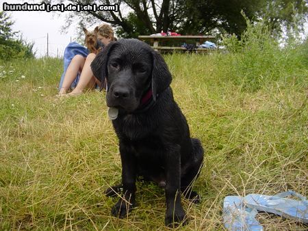 Labrador Retriever Nico heute beim schwimmen