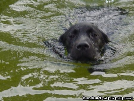 Labrador Retriever Nico heute beim schwimmen