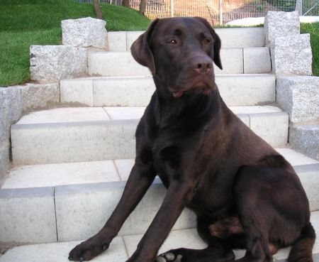 Labrador Retriever Hunde Foto 32769 Labrador Retriever Alles meins (-: !!!