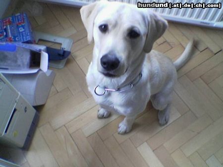 Labrador Retriever Hunde Foto 20117 in höherer Auflösung ansehen Labrador Retriever Matisse der Baby-Büro-Hund - ganz brav!