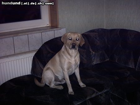 Labrador Retriever Hunde Foto 20310 Labrador Retriever Chef Max!