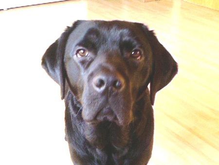 Labrador Retriever Hunde Foto 36211 Labrador Retriever Max