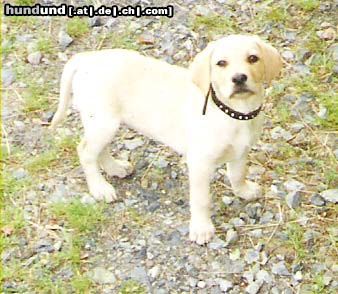 Labrador Retriever Max 8 Wochen