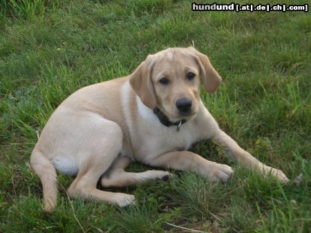 Labrador Retriever Hunde Foto 12800 Labrador Retriever Missy mit 14 Wochen